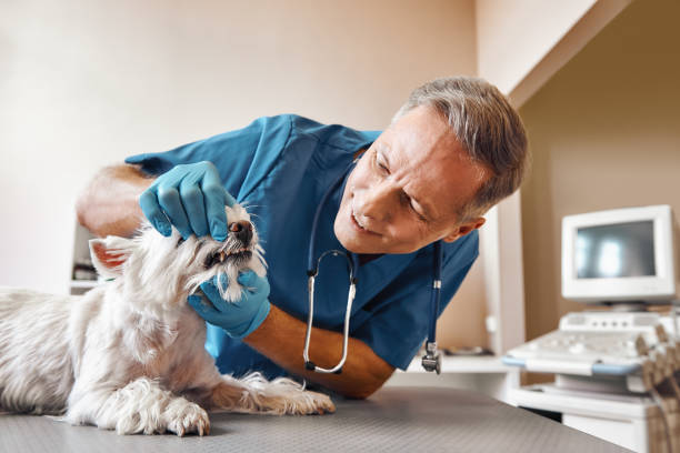 Best Emergency Root Canal Treatment in Spring Valley, IL